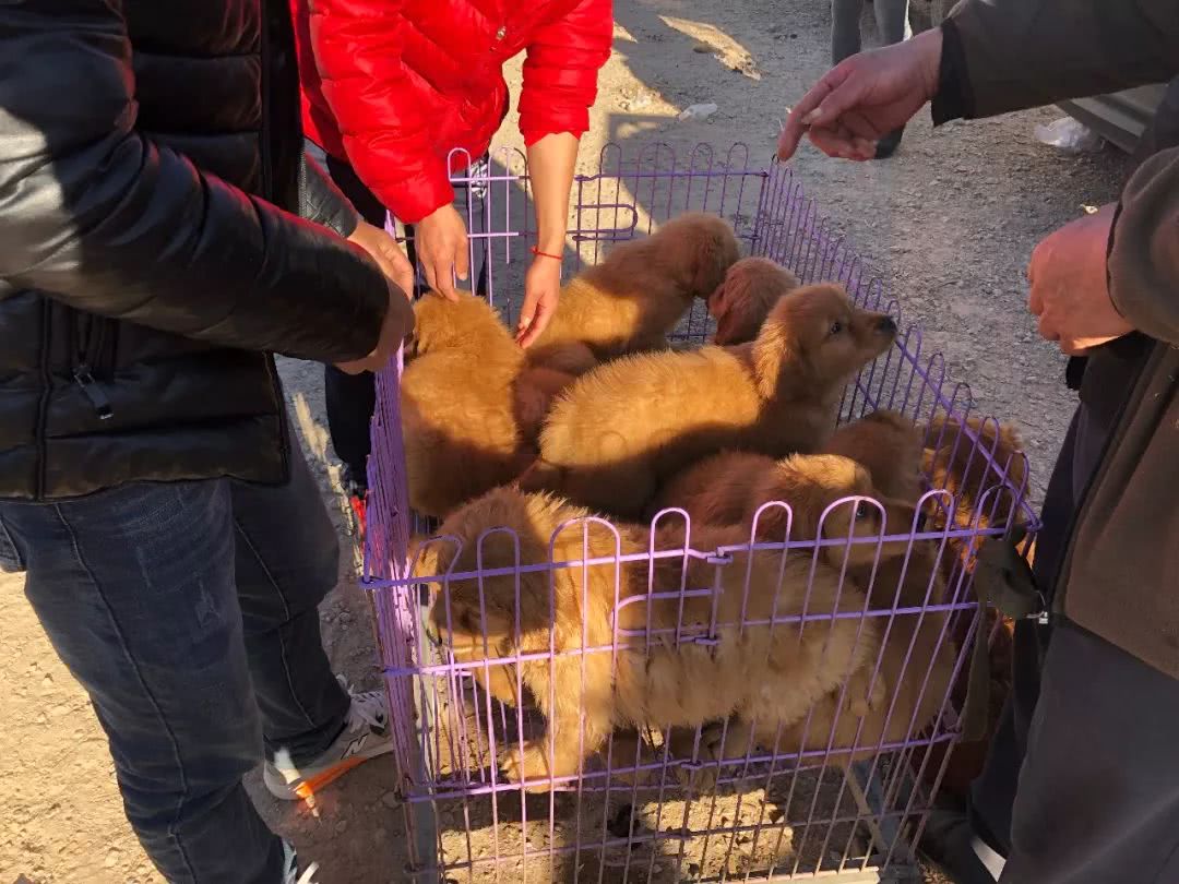 2000块从狗贩子买的金毛,出售金毛1000元