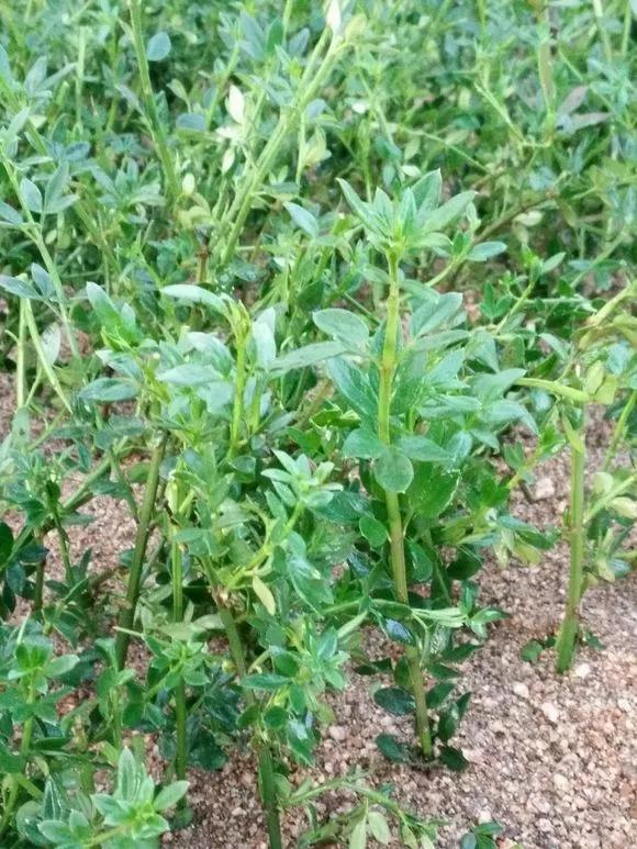 冬天能扦插蟹爪兰放室内还是室外,这4种花现在扦插最容易生根杀菌