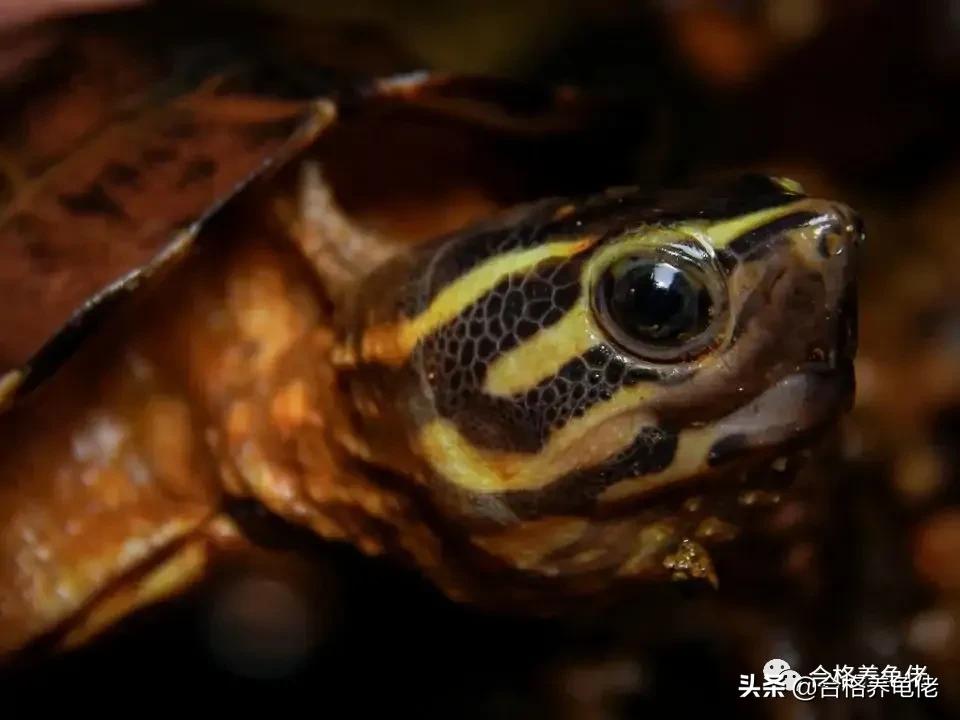 安利几个快速送走你的龟的好办法