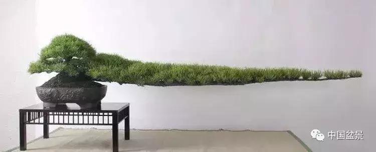 一组盆景佳作欣赏,斜杆式飘枝盆景图片欣赏