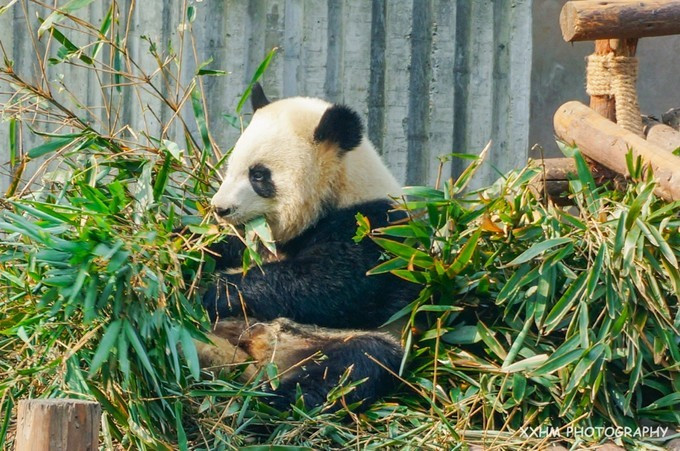 成都本地人去的最好吃的美食,中国姑娘吃成都美食