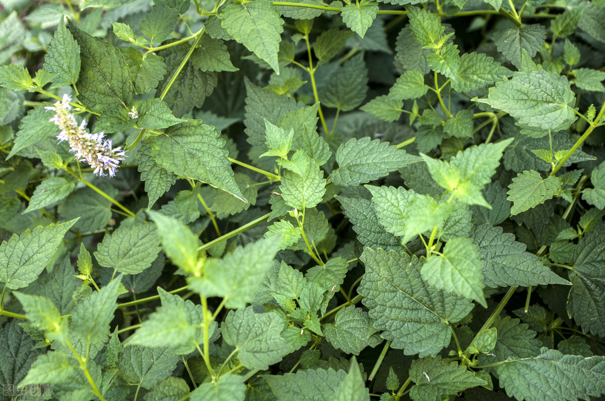附子理中丸治腹泻几天见效,附子理中丸治疗腹泻拉稀