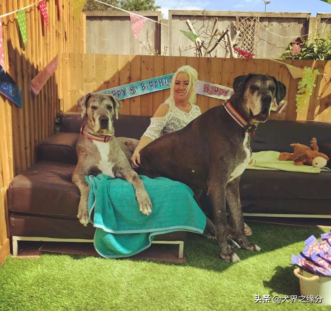 世界上最大的狗但是一点也不凶猛,世界上最大的狗身高可达2.3米