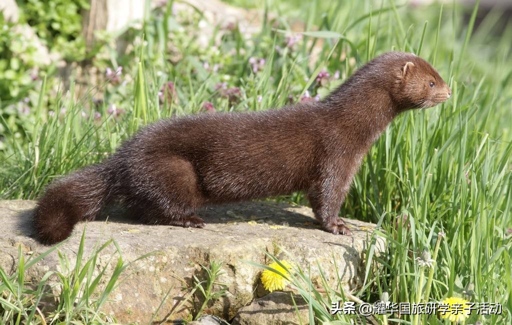 蝙蝠、蛇、水貂：新型冠状病毒来源之谜