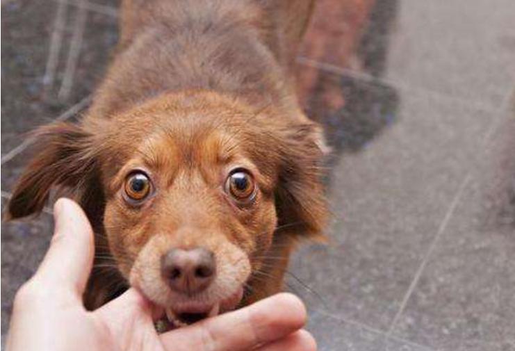 古代人没有狂犬疫苗怎么治,古人没有疫苗怎么预防狂犬病