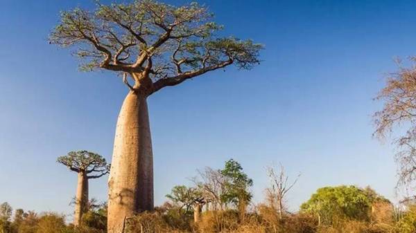 世界上10大最奇特的植物,世界上最奇特的植物叫什么名字