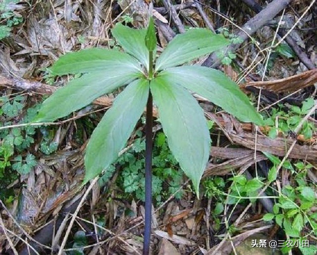 七叶一枝花稀有,七叶一枝花为什么珍贵