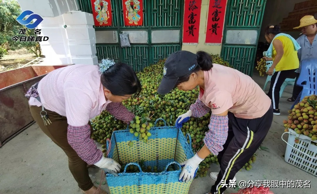茂名荔枝大会,茂名市520荔枝产业大会