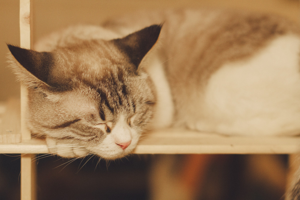 咖啡是提神还是催眠的,咖啡催眠方法有哪些特点