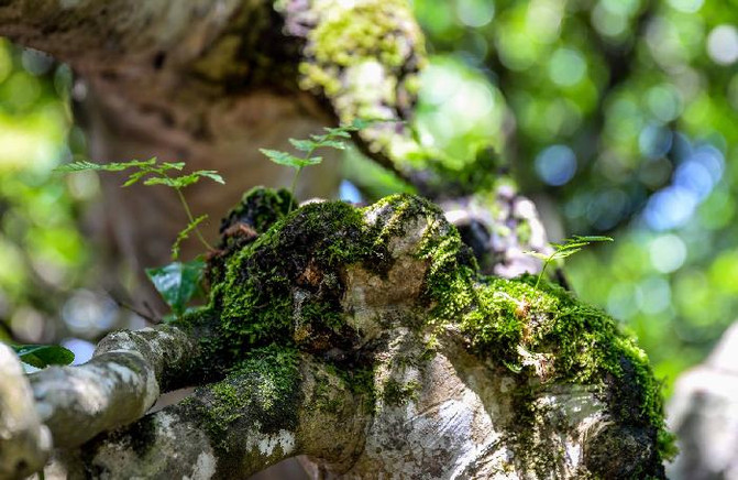 云南普洱茶山制茶全实录,云南古茶制茶方法有哪些