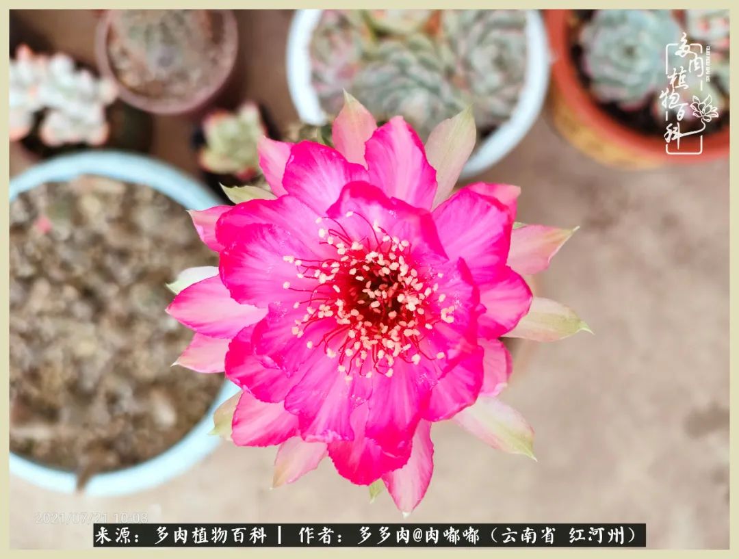 这个春天我们一起去赏花,这个季节我们一起去看花