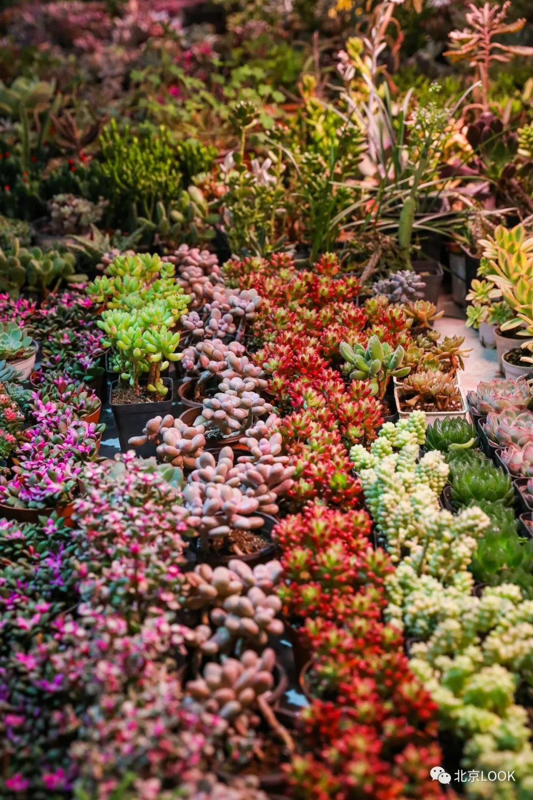 北京最大的露天花卉,北京最大的花卉大观园