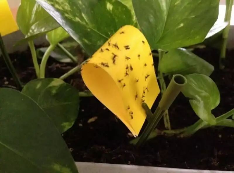 盆栽长小黑虫子怎么办,阳台盆栽里的小黑飞