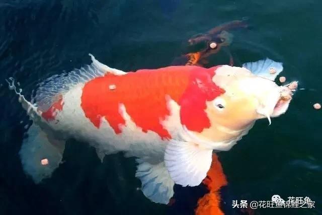 日本锦鲤怎么喂食,大小锦鲤混养小锦鲤如何喂食