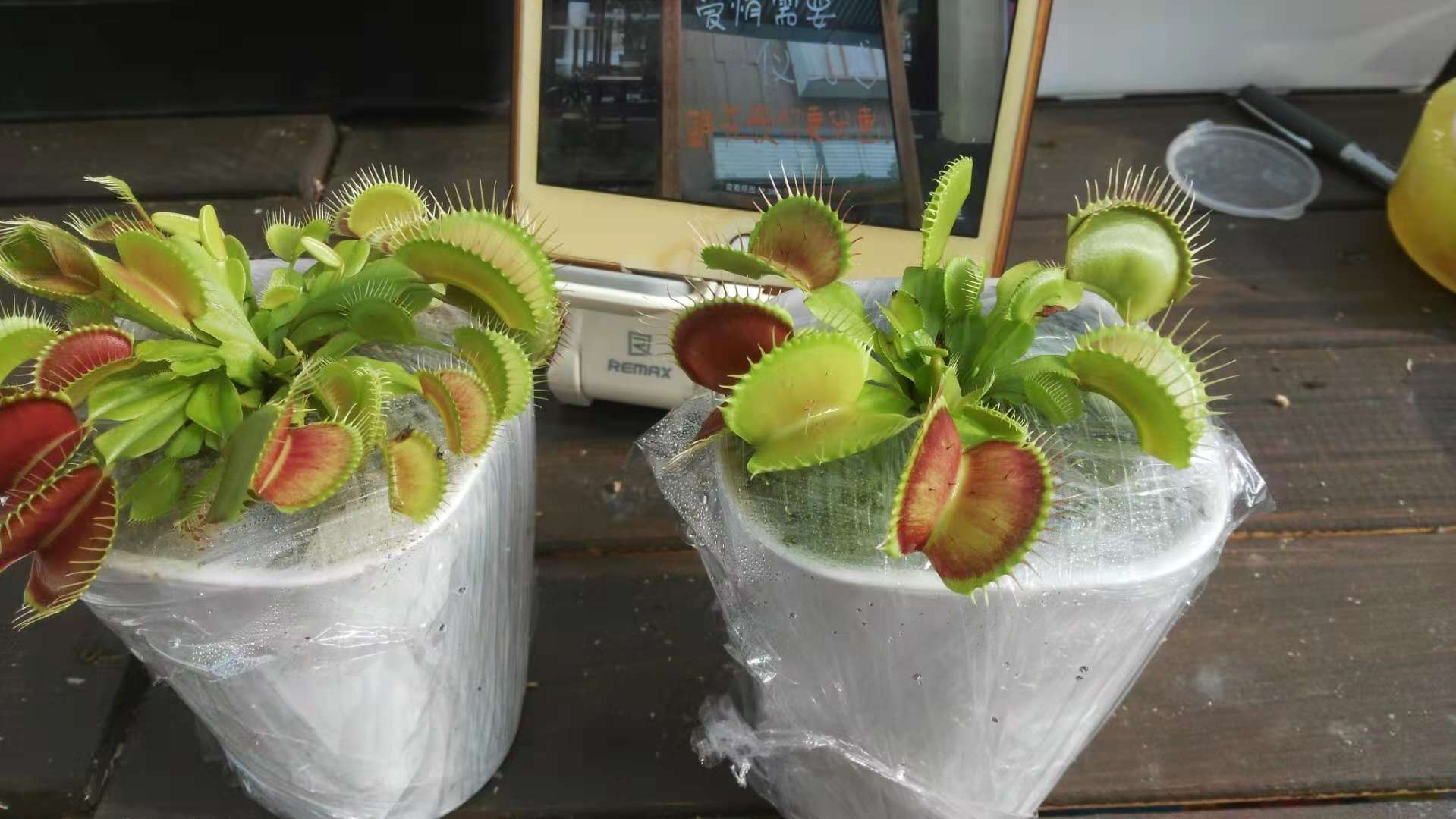 捕蝇草怎么养才能养得最健康,捕蝇草养殖的基本知识