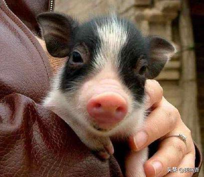 养宠物猪的意义是什么,宠物香猪在家里养怎样才卫生