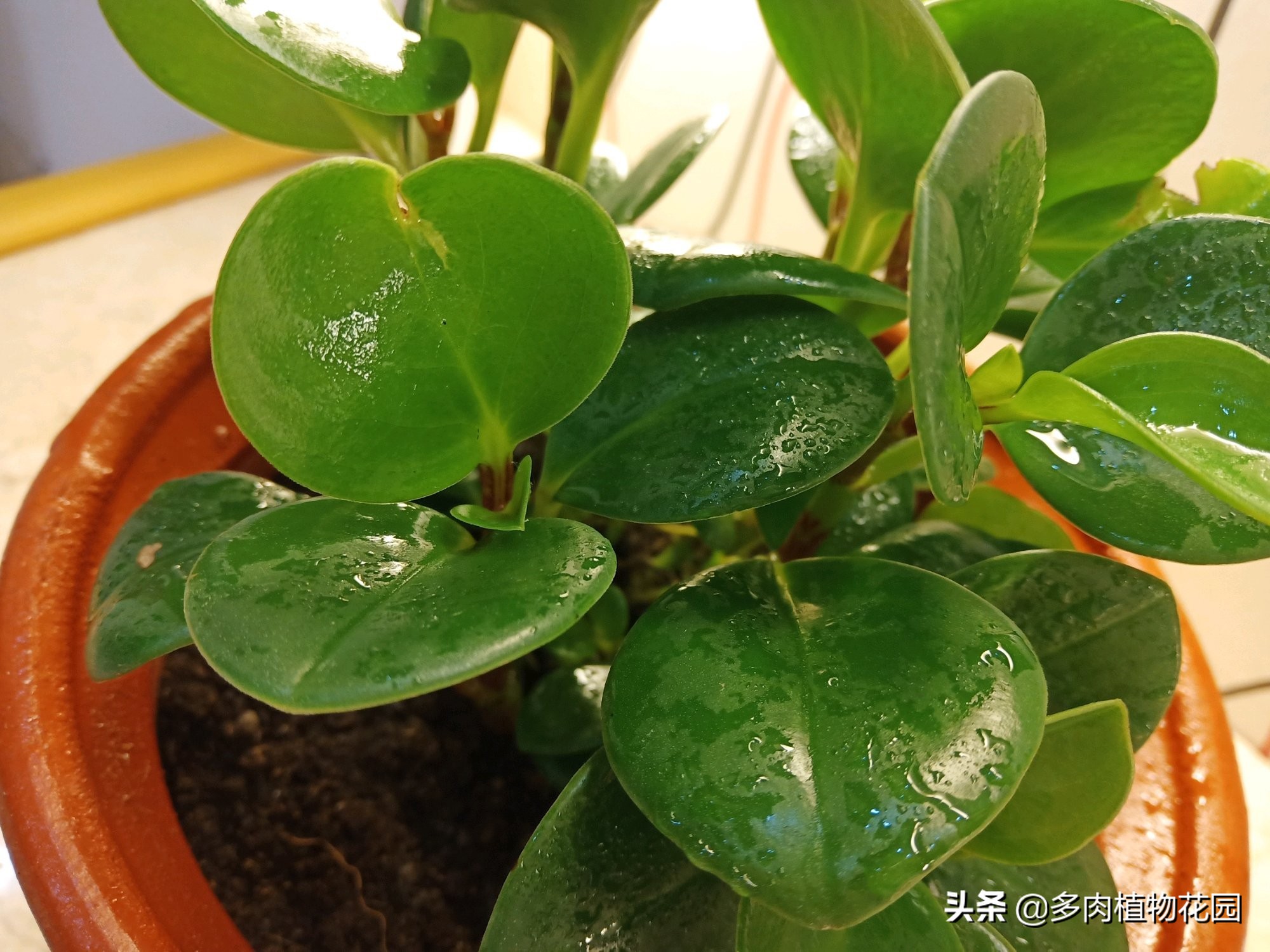 碧玉植物怎么养护,翡翠碧玉植物怎么养