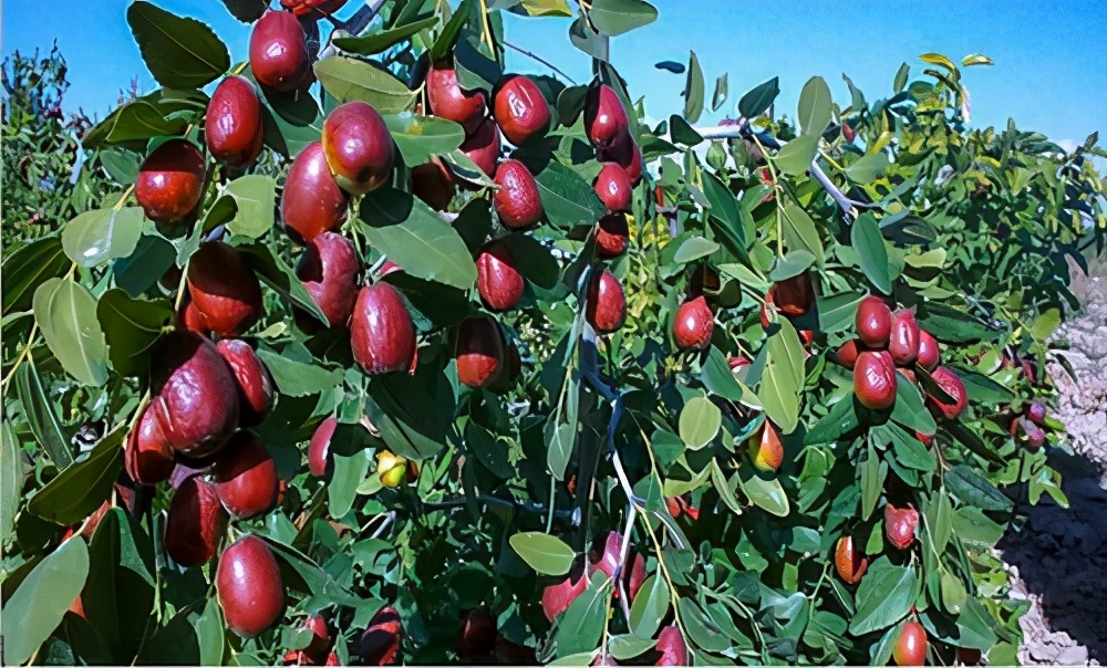 盘点十大新疆的特产,新疆有哪些受欢迎的水果