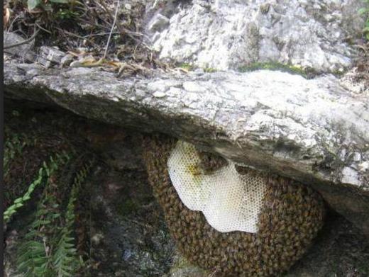 蜂箱养蜂技巧视频教程,养蜂教程讲解蜂箱快速诱蜂