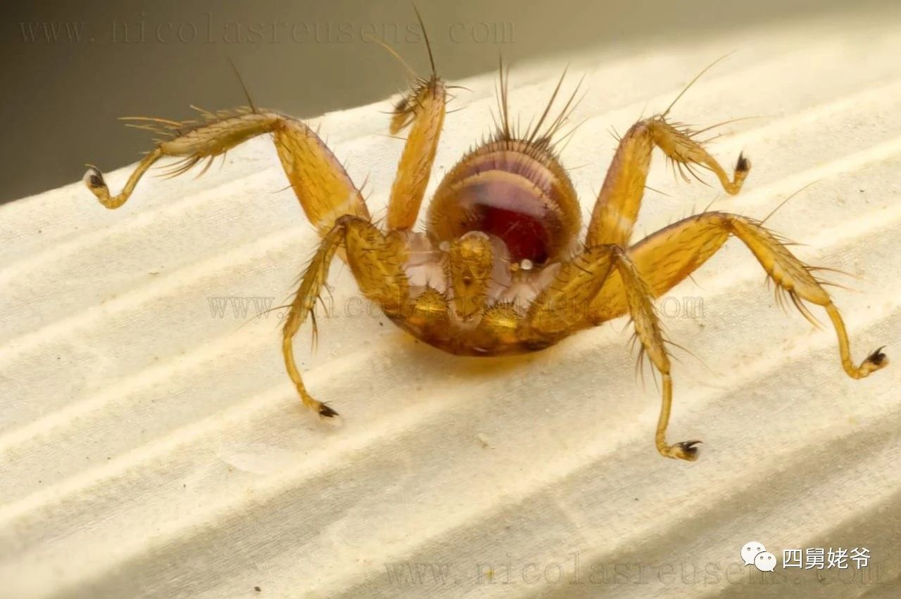 蛛蝇NycteribiaStylidiopsis