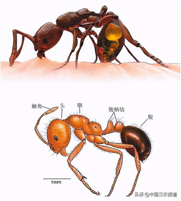 夏季当心这6种小虫被咬可能丧命,需要警惕的虫子