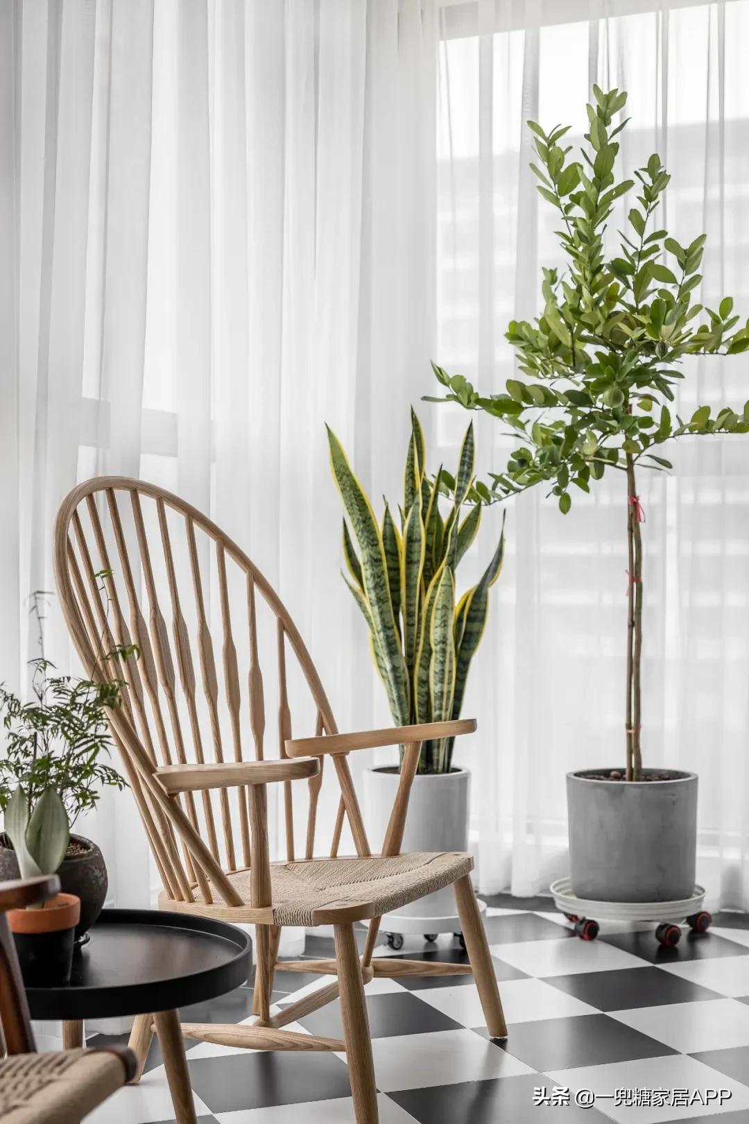 手残党绿植大全,给大家推荐几款超好养的绿植