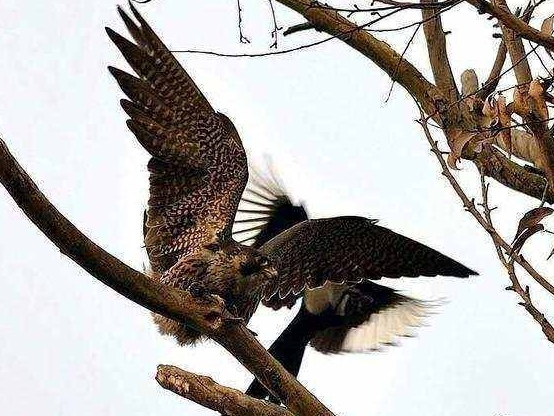 喜鹊吃麻雀幼鸟,喜鹊成灾攻击老鹰圈养麻雀