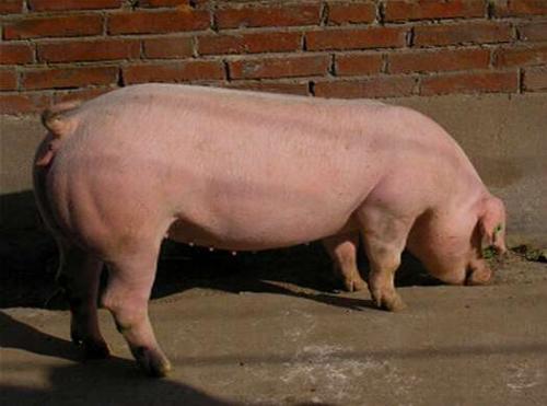母猪身上痒掉毛到处擦是怎么回事,母猪浑身痒到处蹭是怎么回事