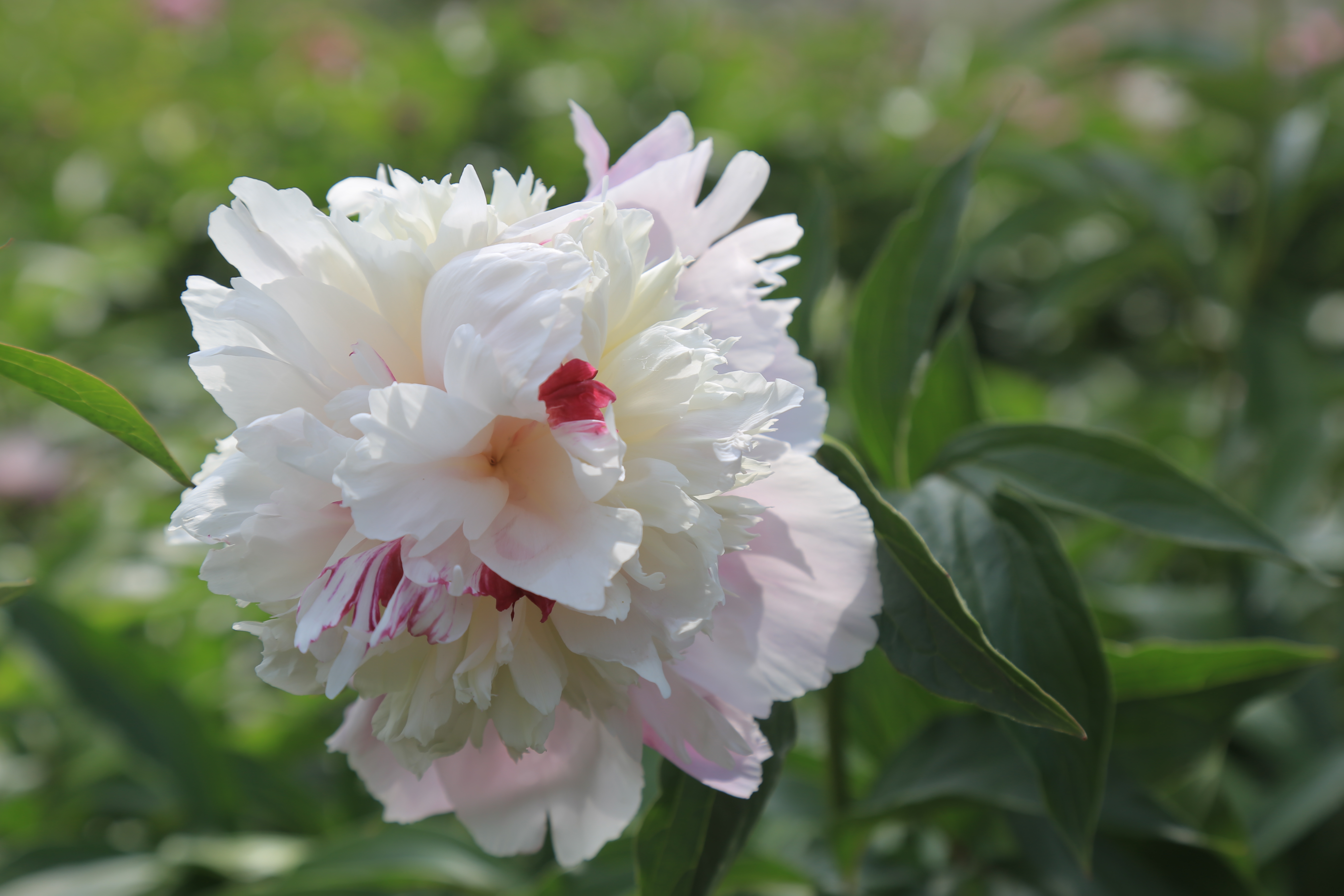 莫道春深百花残芍药花开正芬芳