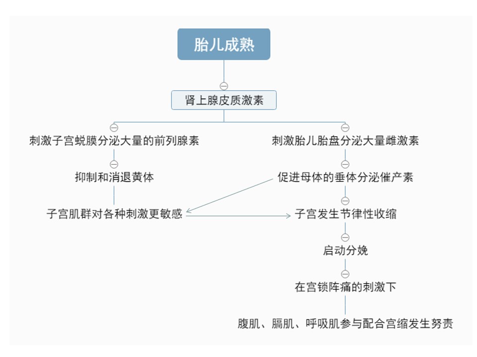母猪分娩有哪些现象,母猪子宫结构和分娩