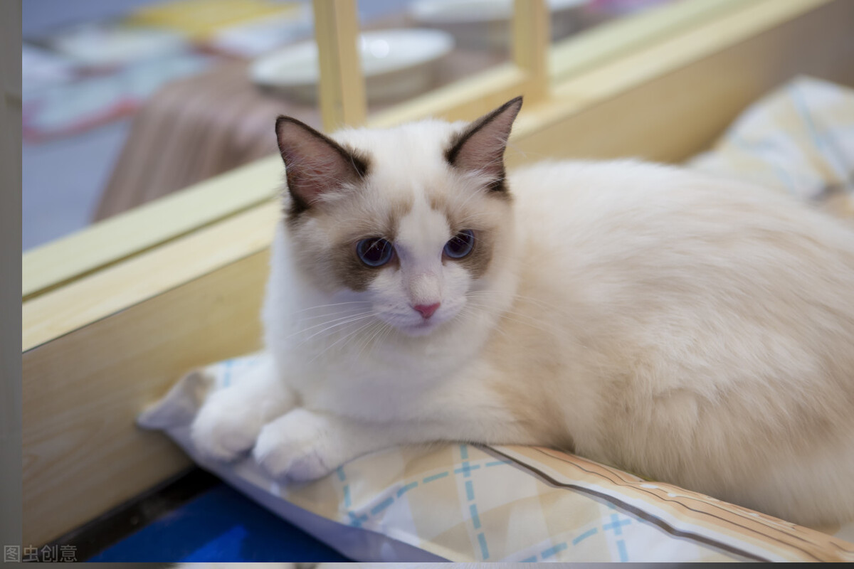 最凶残的猫排名第一,猫凶残吗