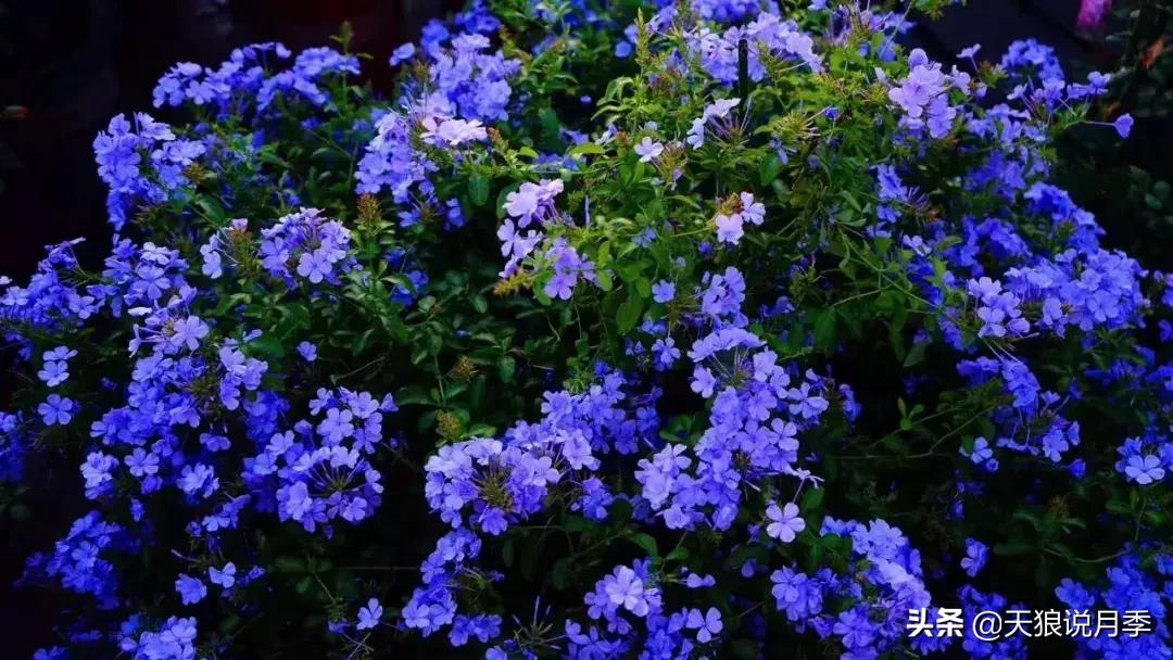 露台打造花海,她用10年改造庭院