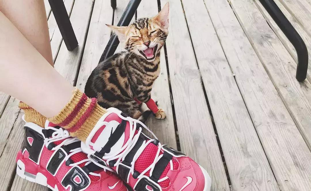 猫咪得了猫癣用什么进行环境消毒,猫咪得猫癣了家里怎么清理