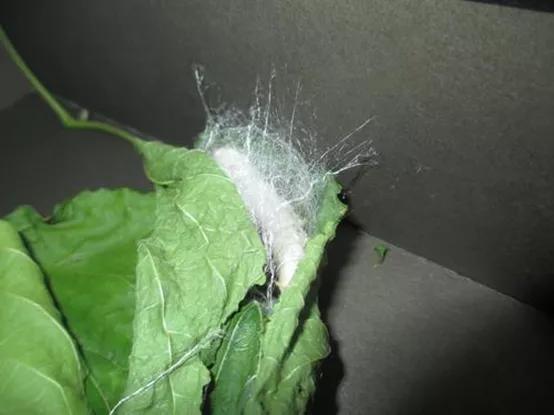 蚕吐丝是为了排出毒素吗,蚕吐丝发生在哪一阶段