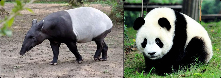 蚩尤骑熊猫战败图,当年蚩尤真的是骑着熊猫打仗的吗