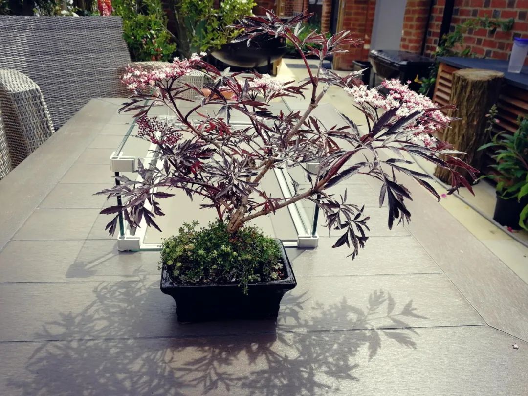 为什么那么多人喜欢黑色玫瑰,为什么有人喜欢黑玫瑰