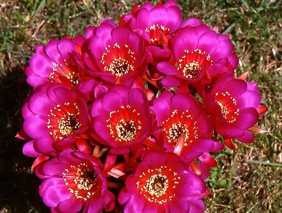 100种仙人球花图片,100种仙人球的品种视频