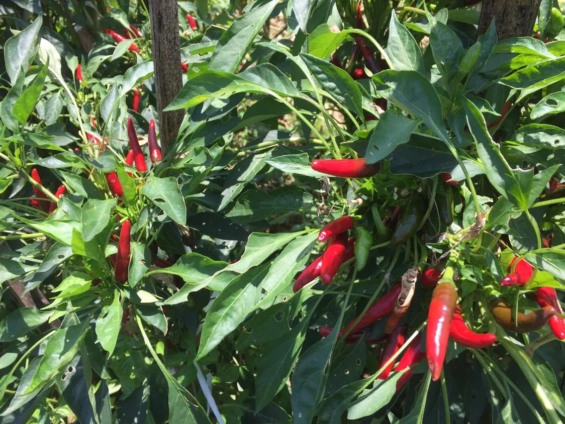 带项目的土地流转合同应注意事项,农村土地流转合同注意什么