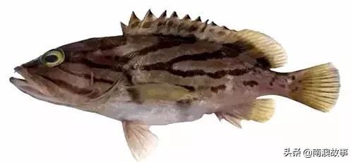 潮汕热销海鲜品种,潮汕常见的海鲜大全