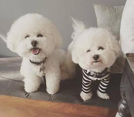 比熊狗肛周腺多久挤一次,比熊幼犬的肛腺多久挤一次