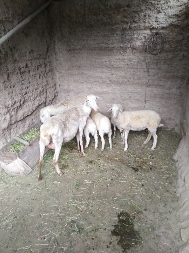 养羊要养多少才能赚钱,养殖羊30只一年利润有多少