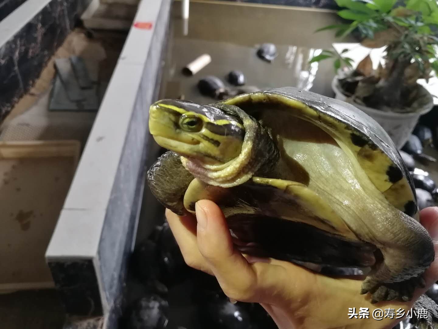 乌龟长途运输到家怎么处理,乌龟收到货后怎么办