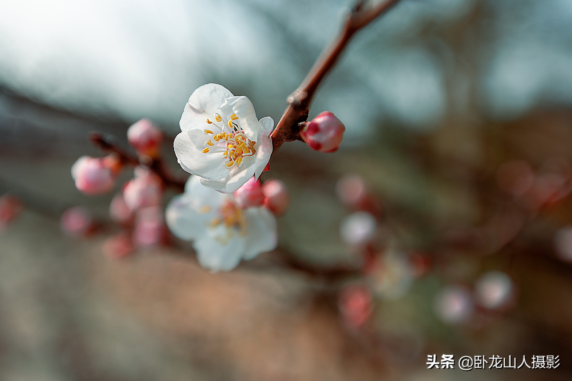 红花初绽雪花繁，重叠高低满小园。古诗配杏花