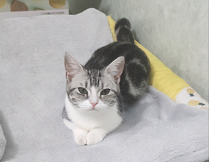 团子猫传腹治好了吗,团子的猫传腹