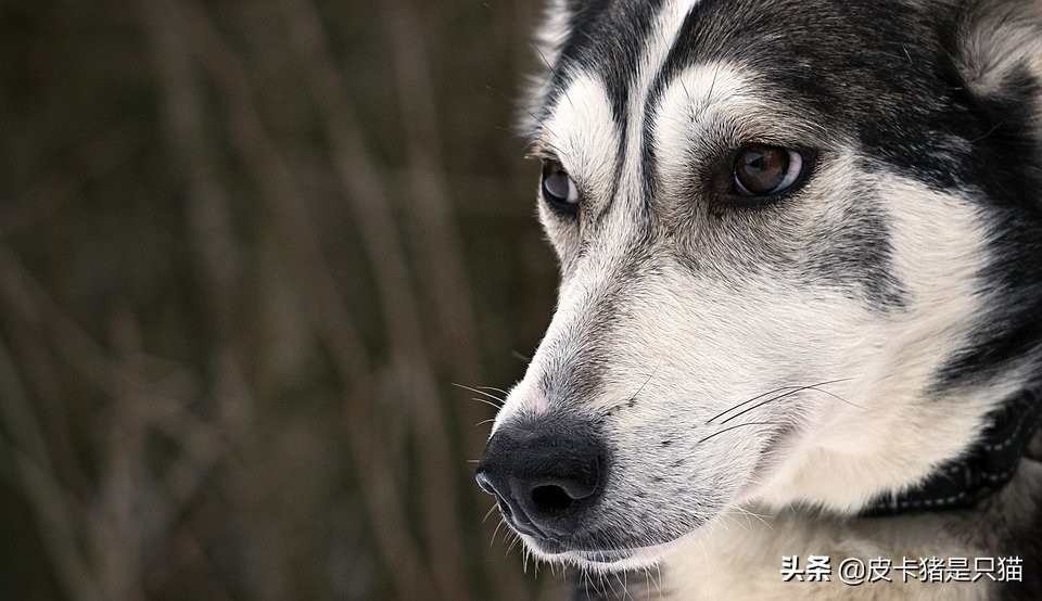 阿拉斯加值不值得养,养阿拉斯加缺点