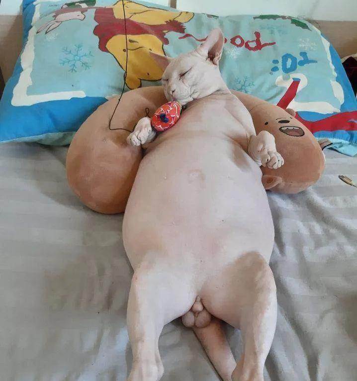 给狗拔牙视频金毛,金毛狗狗拔牙