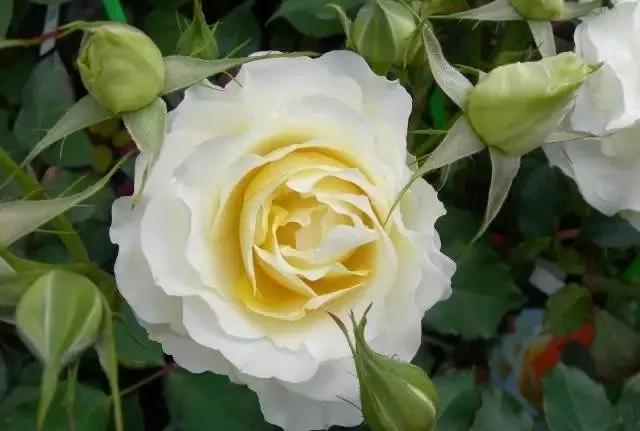 100种玫瑰花品种大全,玫瑰花有哪些品种大全