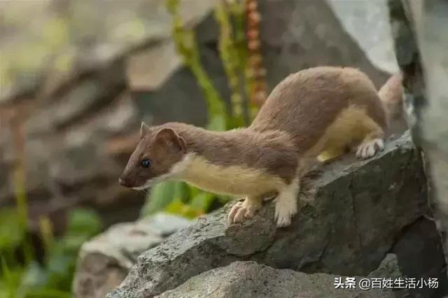 黄鼠狼为啥是神奇动物,黄鼠狼是什么动物怎么那么臭呢