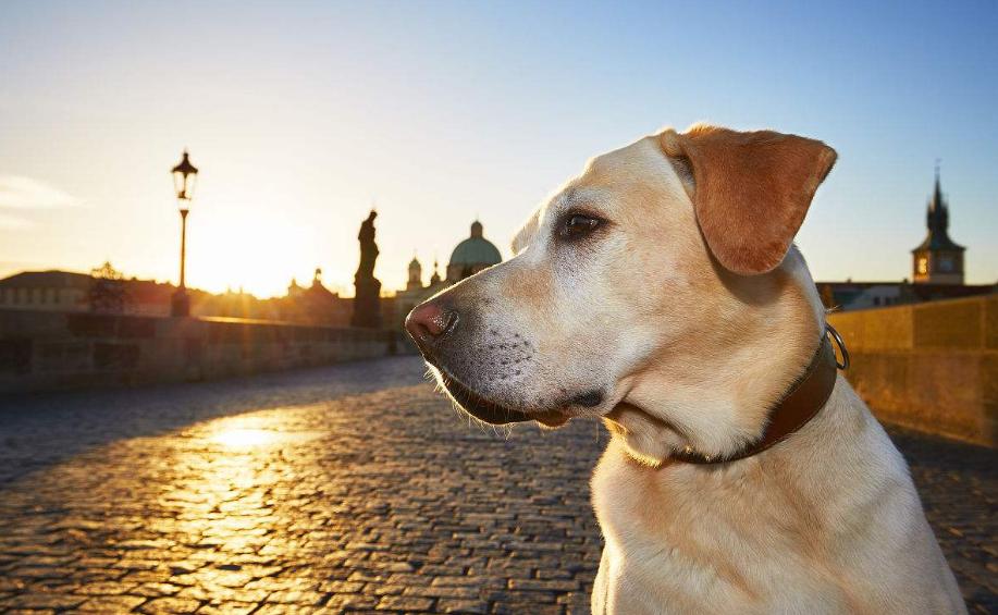 不要随便养哈士奇,不要随便养大狗