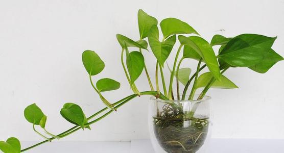 绿萝剪枝水培方法养龟,水培绿萝和鱼一起养